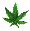 Acapulco Gold Leaf