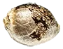 Acapulco Gold Seed