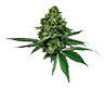Acapulco Gold Untrimmed Bud