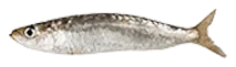 anchovy