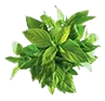 basil