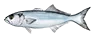 bluefish