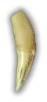boartusks
