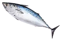 bonitosfish