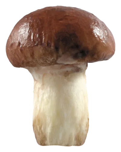 brown_mushroom