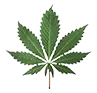 cannabis