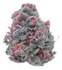 cannibis