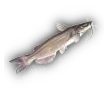 catfish