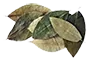 coca-leaves