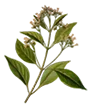 cocaineleaf