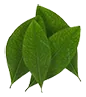 cocaleaf