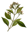 coke_leaf