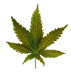 colombiangold_leaf