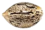 colombiangold_seed