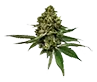 colombiangold_untrimmed_bud
