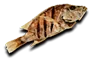cooked_fish