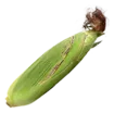 corn_crop
