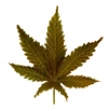 dosidos_leaf