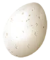 egg_raw