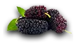 farming_mulberry