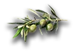 farming_olives