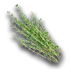 farming_thyme