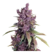 haze_bud_low