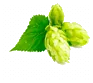 hops