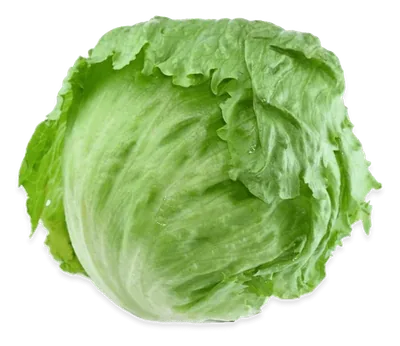 lechuga