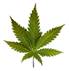 lemonskunk_leaf