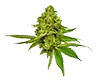lemonskunk_untrimmed_bud
