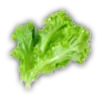 lettuce