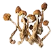 magic_mushroom