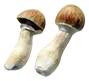 magic_mushrooms