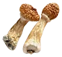 magic_mushrooms_dry