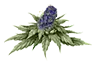 marijuana_bud1_untrimmed