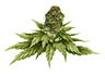 marijuana_bud2_untrimmed