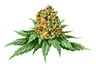 marijuana_bud3_untrimmed