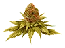 marijuana_bud4_untrimmed