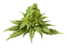 marijuana_bud5_untrimmed