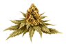marijuana_bud6_untrimmed