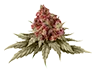 marijuana_bud7_untrimmed