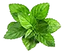 mint