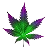 northernlights_leaf