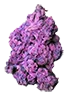 northernlights_trimmed_bud