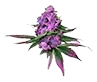 northernlights_untrimmed_bud