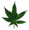 ogkush_leaf