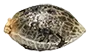 ogkush_seed