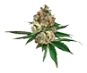 ogkush_untrimmed_bud