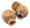 opium_dry